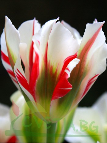 Tulipa 'Flaming Spring green'
